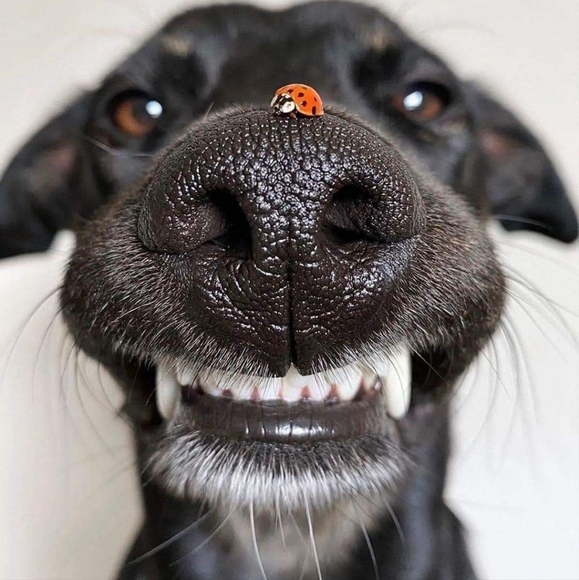 Meet your Ambassador Posher, Gale - Picture 4 of 13